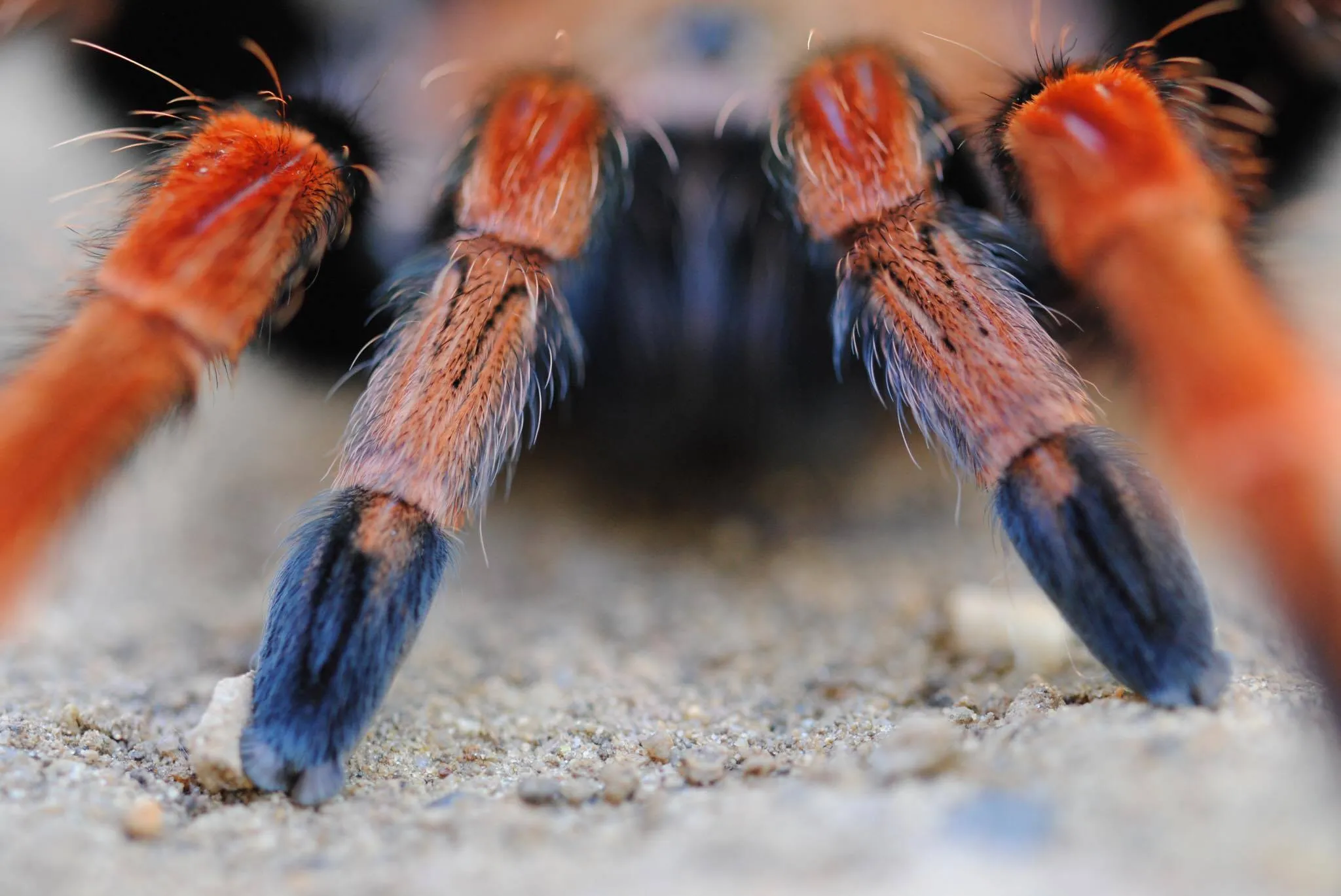 14861 tarantula anatomy