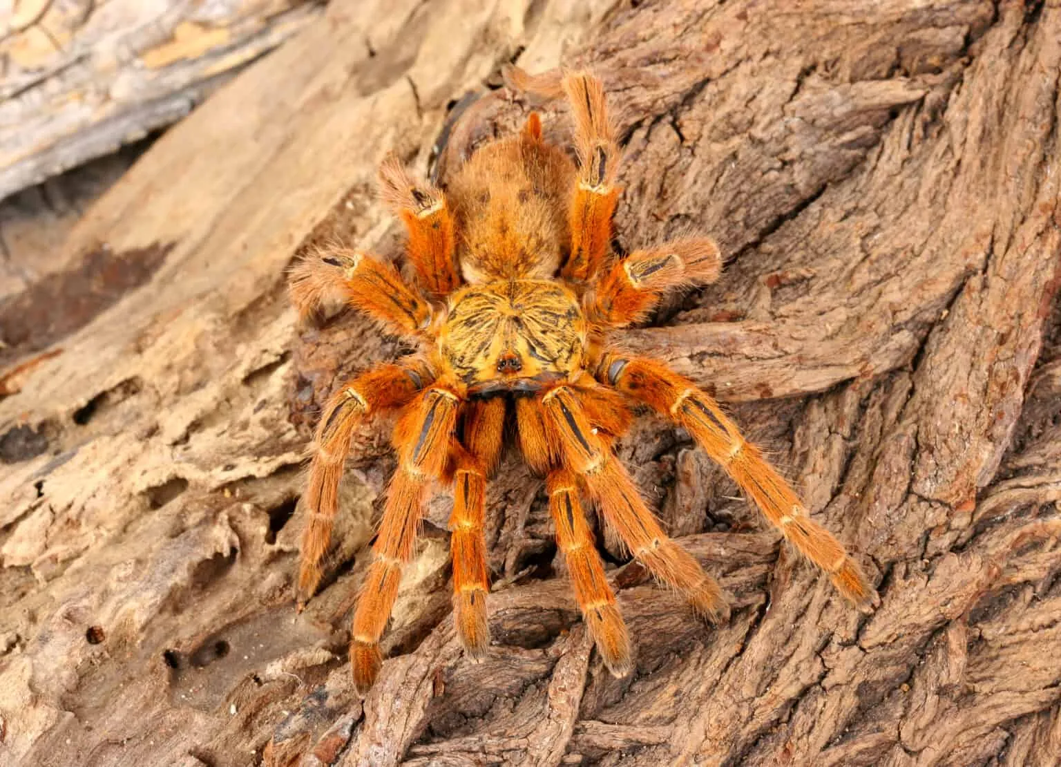 /img/14861-tarantula-conservation.webp