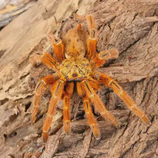 /img/14861-tarantula-conservation.webp