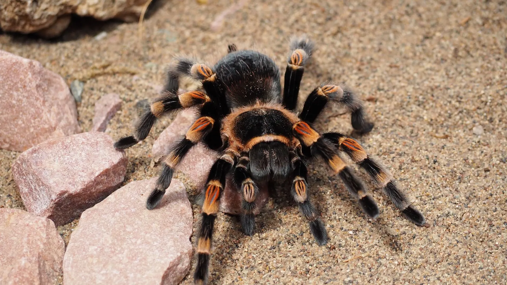 14861 tarantula feeding