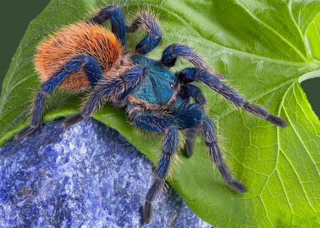 14861 tarantula habitat