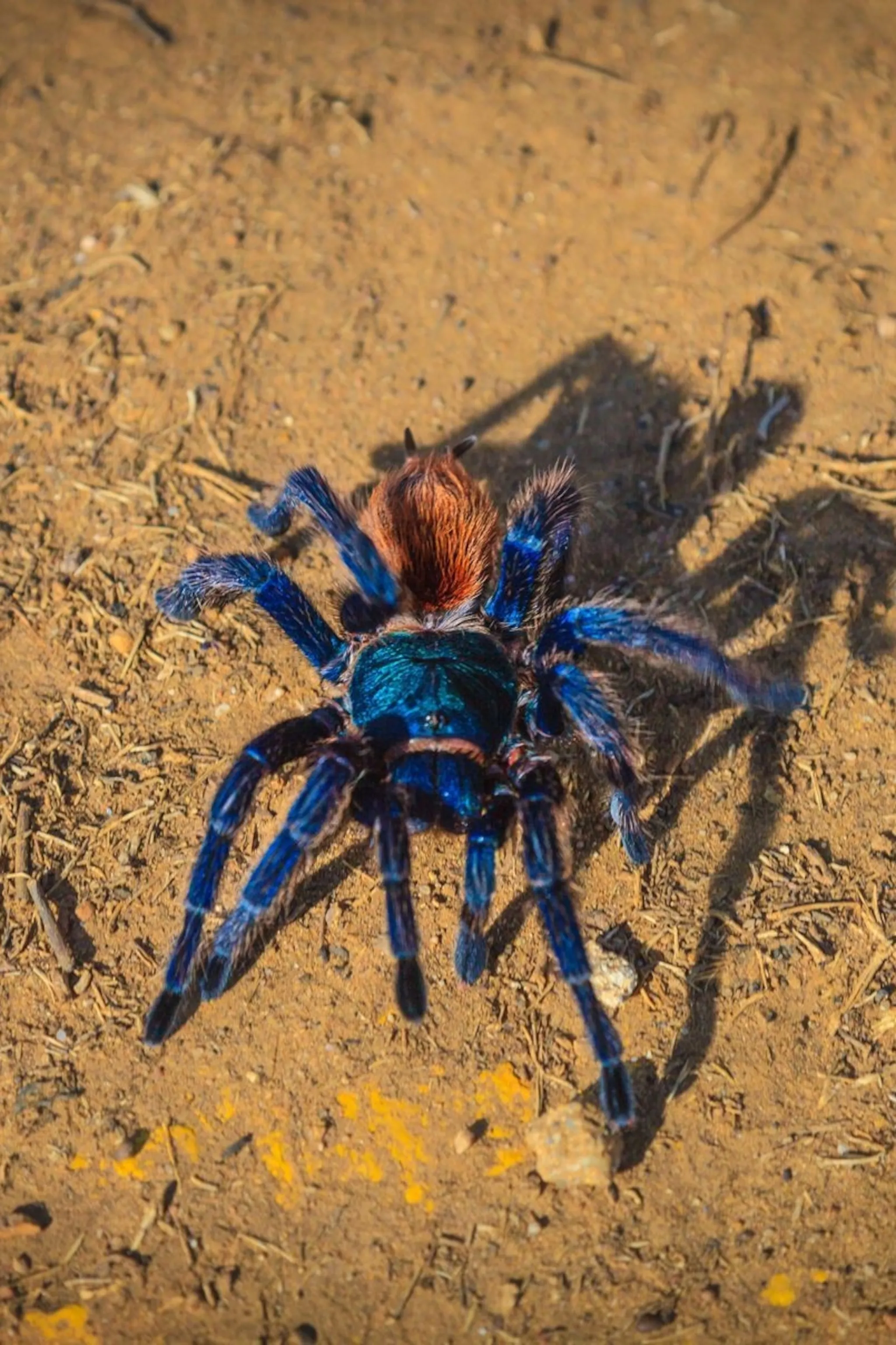 14861 tarantula image1