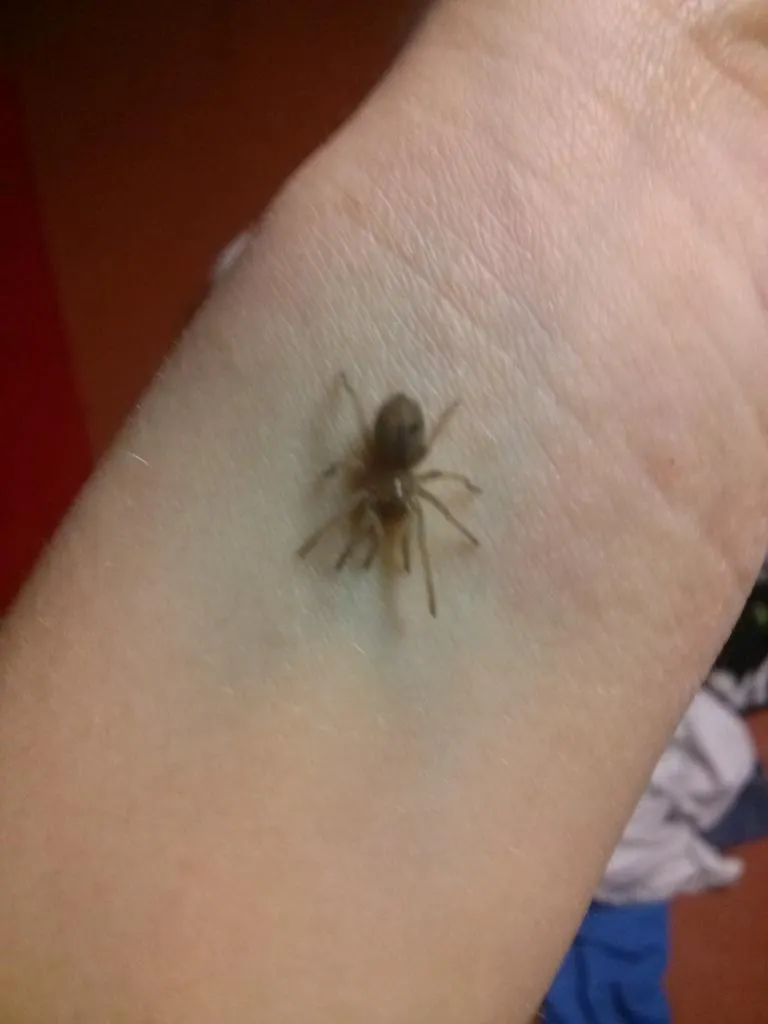 14862 mexican fireleg sling feeding