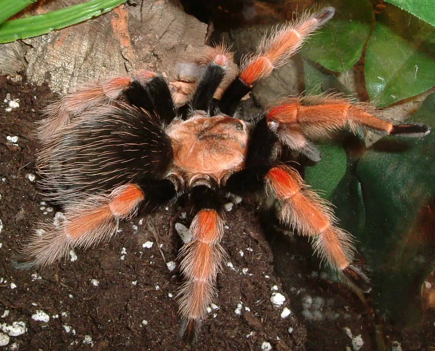 14862 mexican fireleg sling habitat