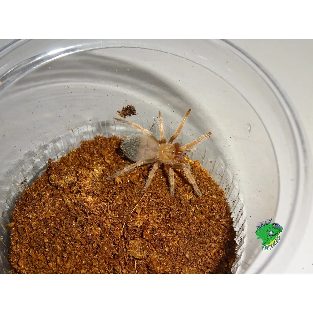 14862 mexican fireleg sling molting