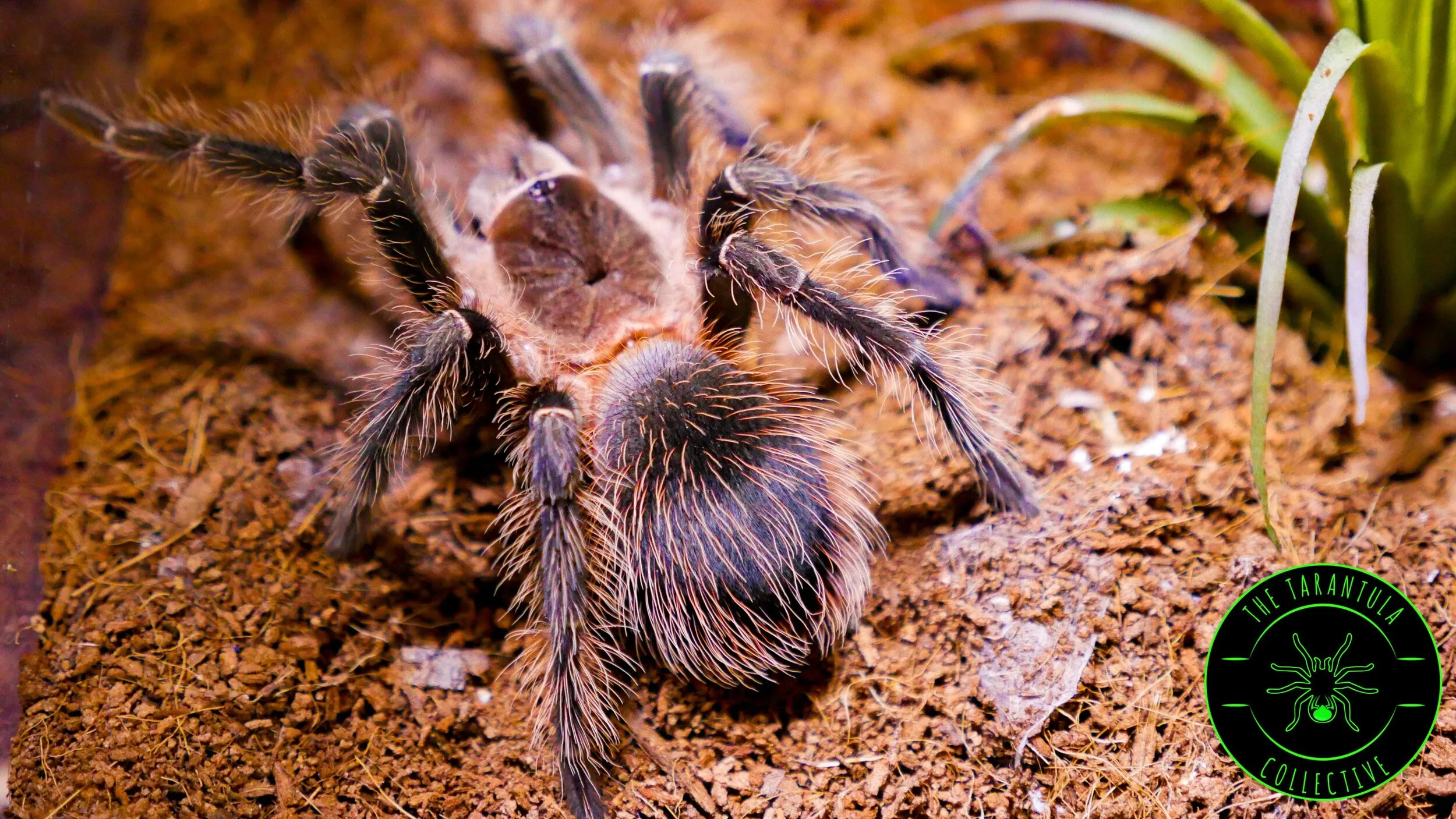 14863 tarantula enclosure