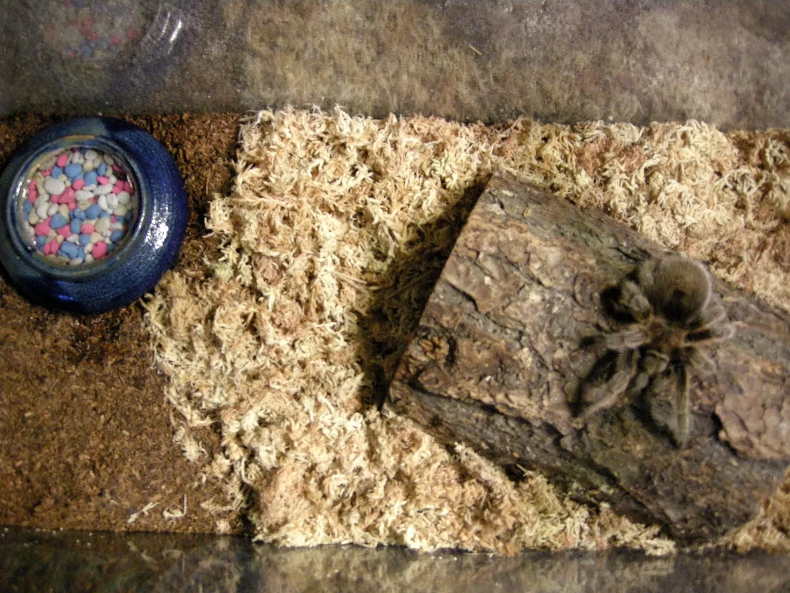 14863 tarantula health