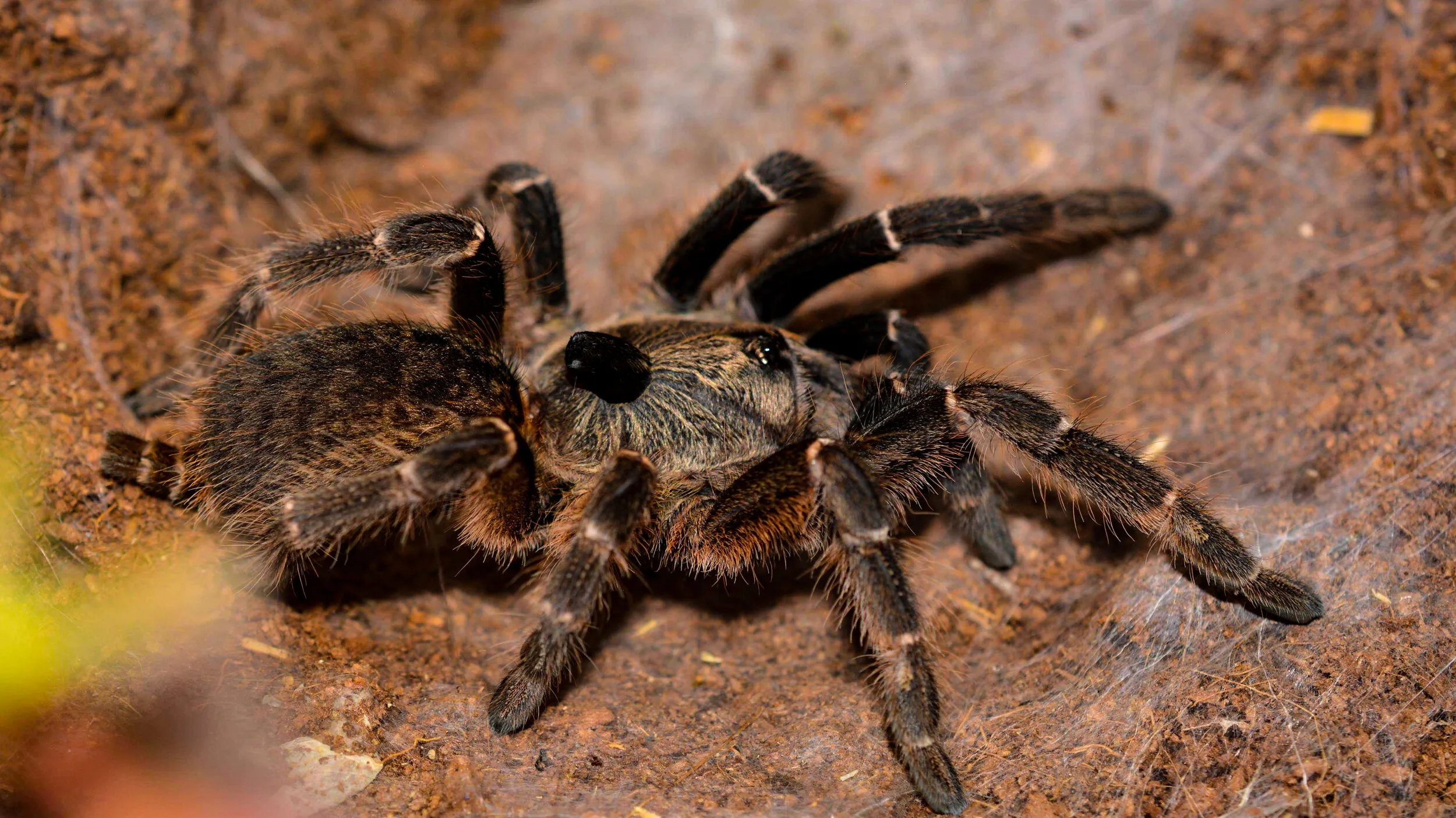 14863 tarantula species