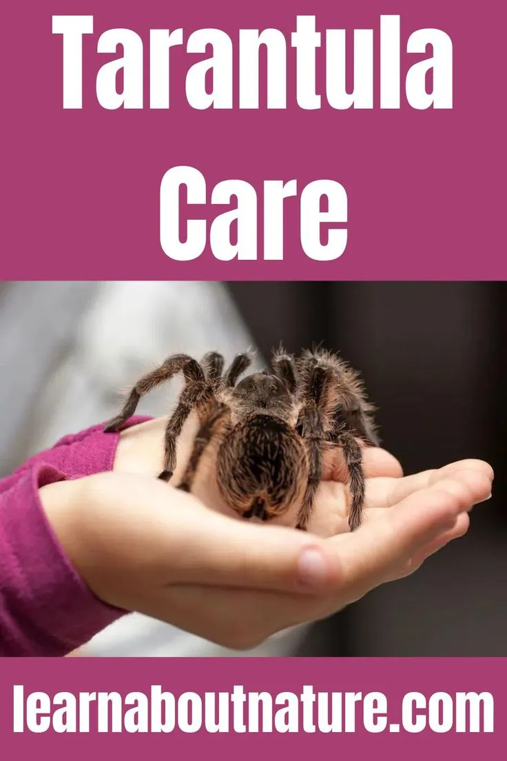 14863 tarantula substrate
