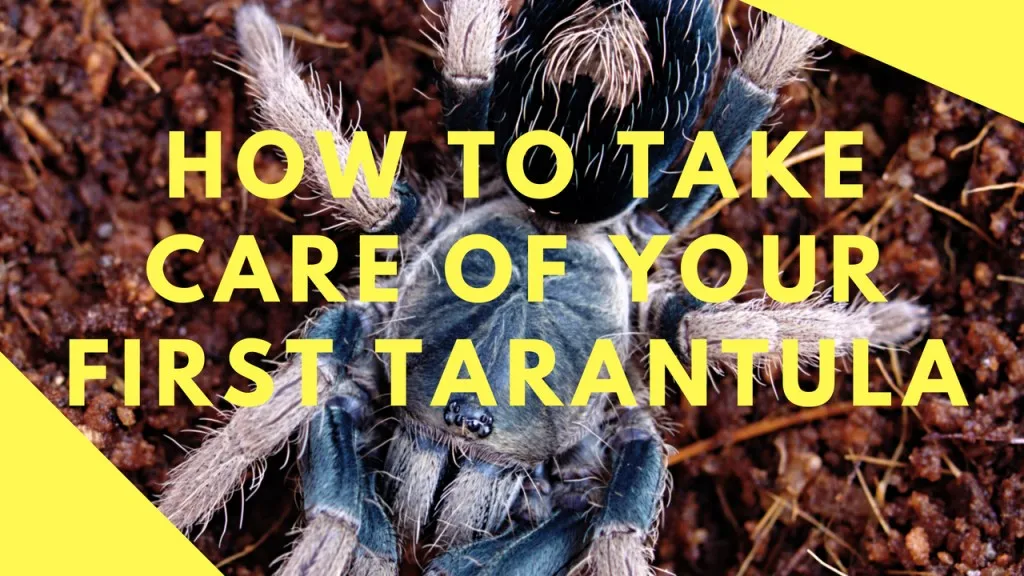 /img/14863-tarantula-watering.webp