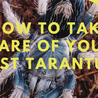 /img/14863-tarantula-watering.webp