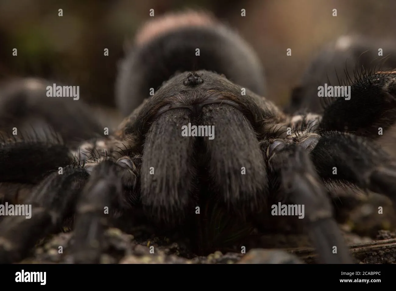 14864 spider vs tarantula eyes