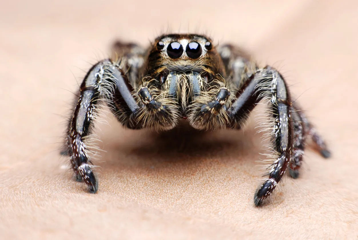 /img/14864-tarantula-molting.webp