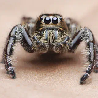 /img/14864-tarantula-molting.webp