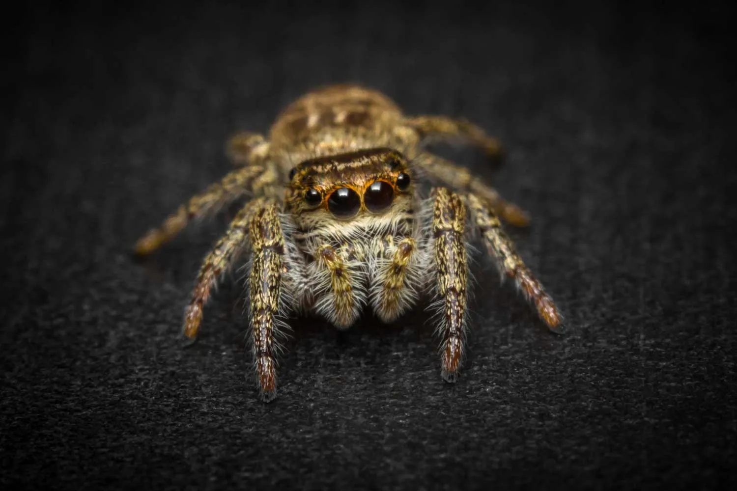 14864 tarantula primary eyes