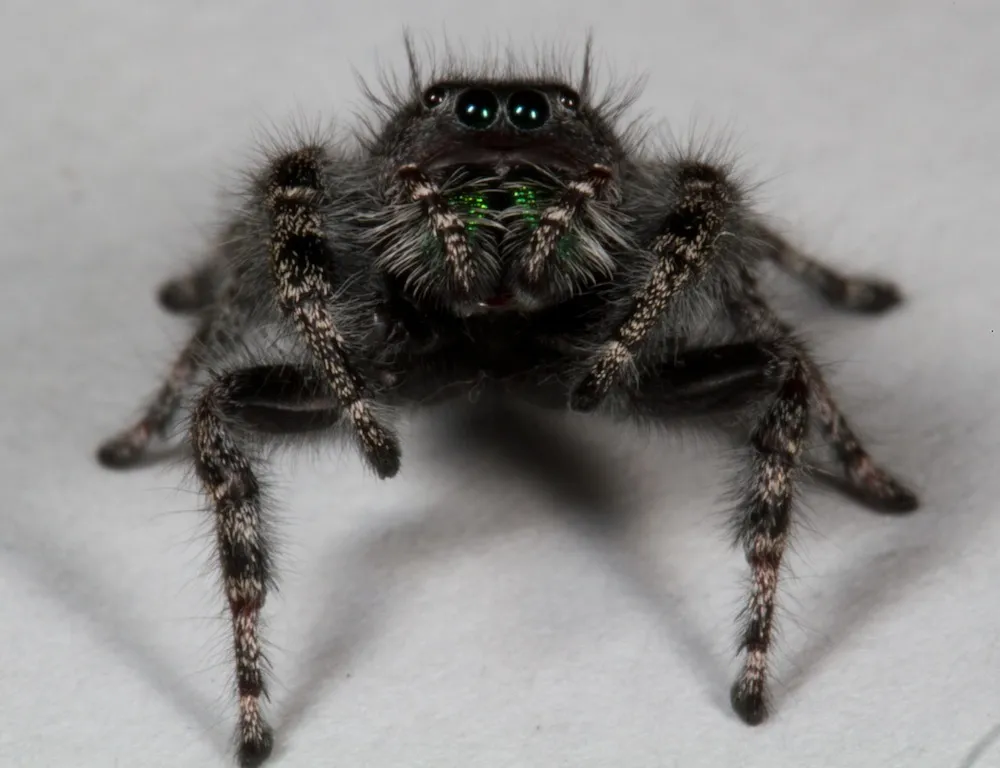 14864 tarantula secondary eyes