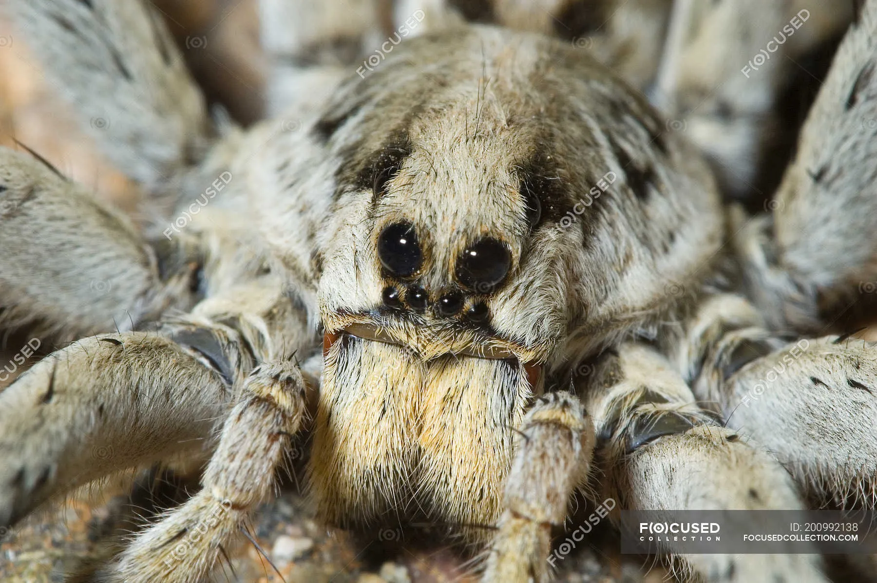14864 tarantula vision