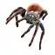 14865 healthy tarantula