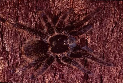 /img/14865-petco-tarantulas.webp