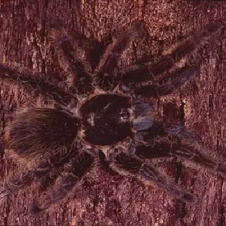/img/14865-petco-tarantulas.webp