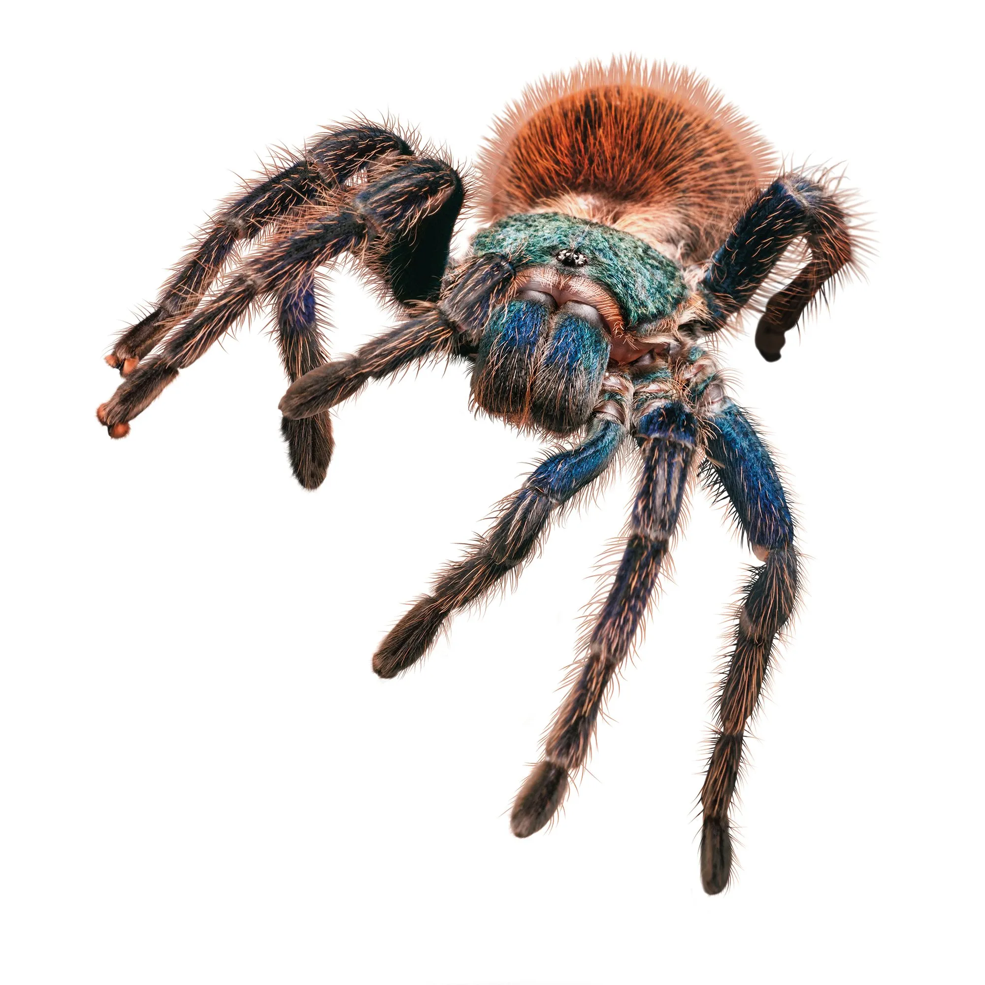 14865 tarantula enclosure