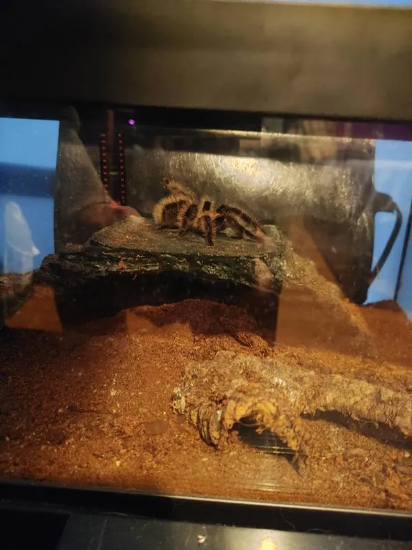 14865 tarantula feeding