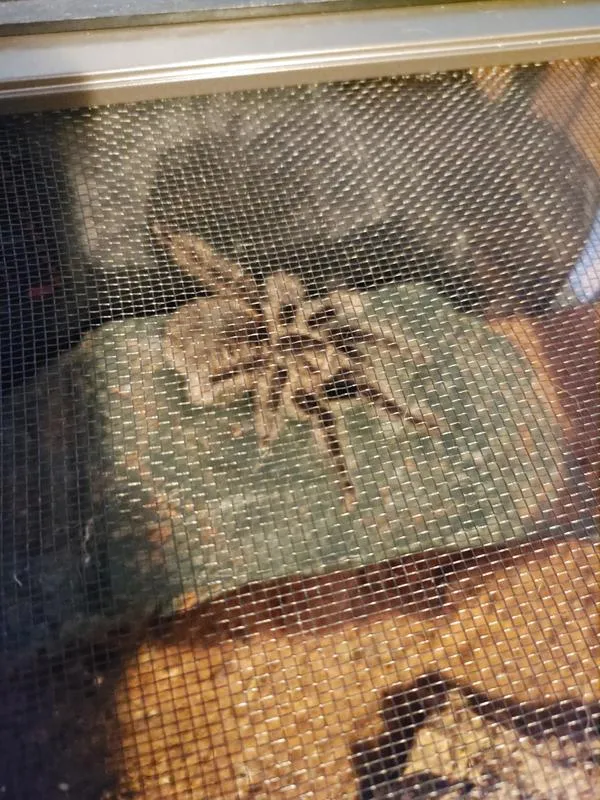 14865 tarantula handling