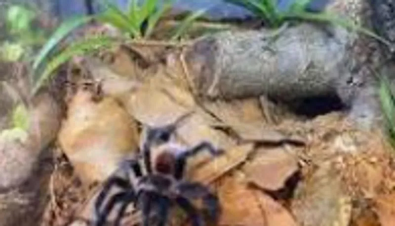 14865 tarantula health