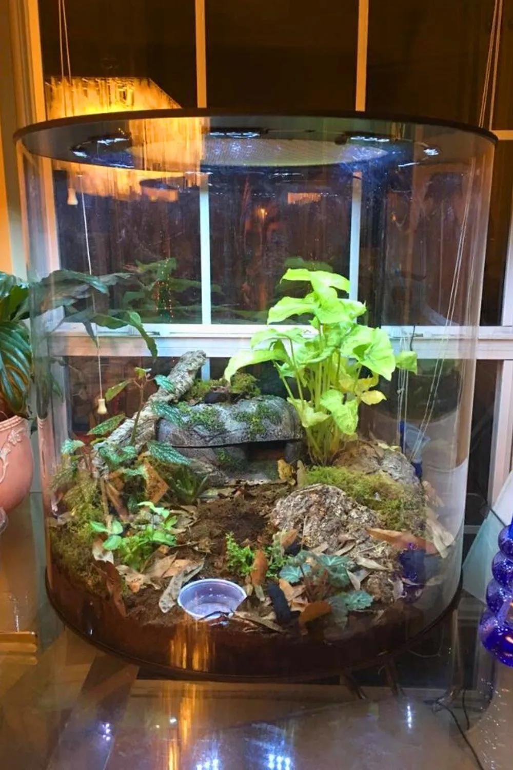 14867 tarantula hiding place