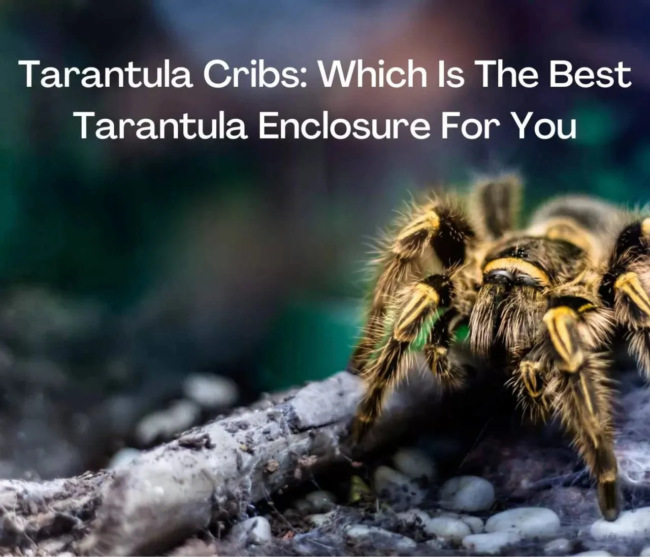 14867 tarantula thermometer