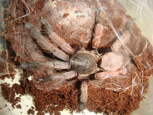 14868 philippine grey tarantula