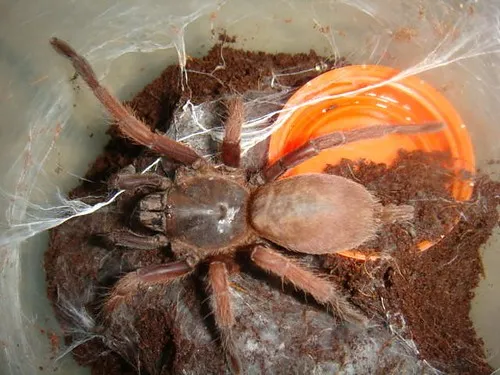 14868 tarantula burrow