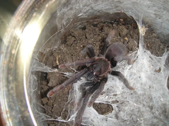 14868 tarantula conservation