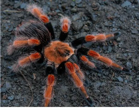 14868 tarantula feeding