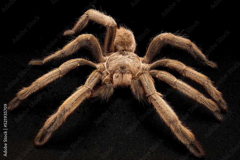 14869 australian tarantula size