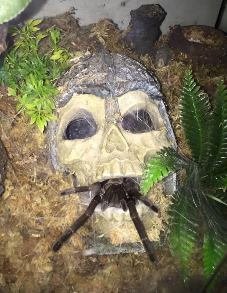 14869 spider tarantula bite