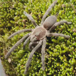 /img/14869-spider-tarantula-conservation.webp