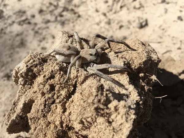 14869 spider tarantula first aid