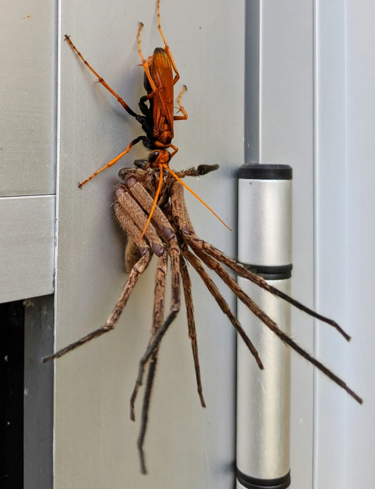 14869 spider tarantula habitat