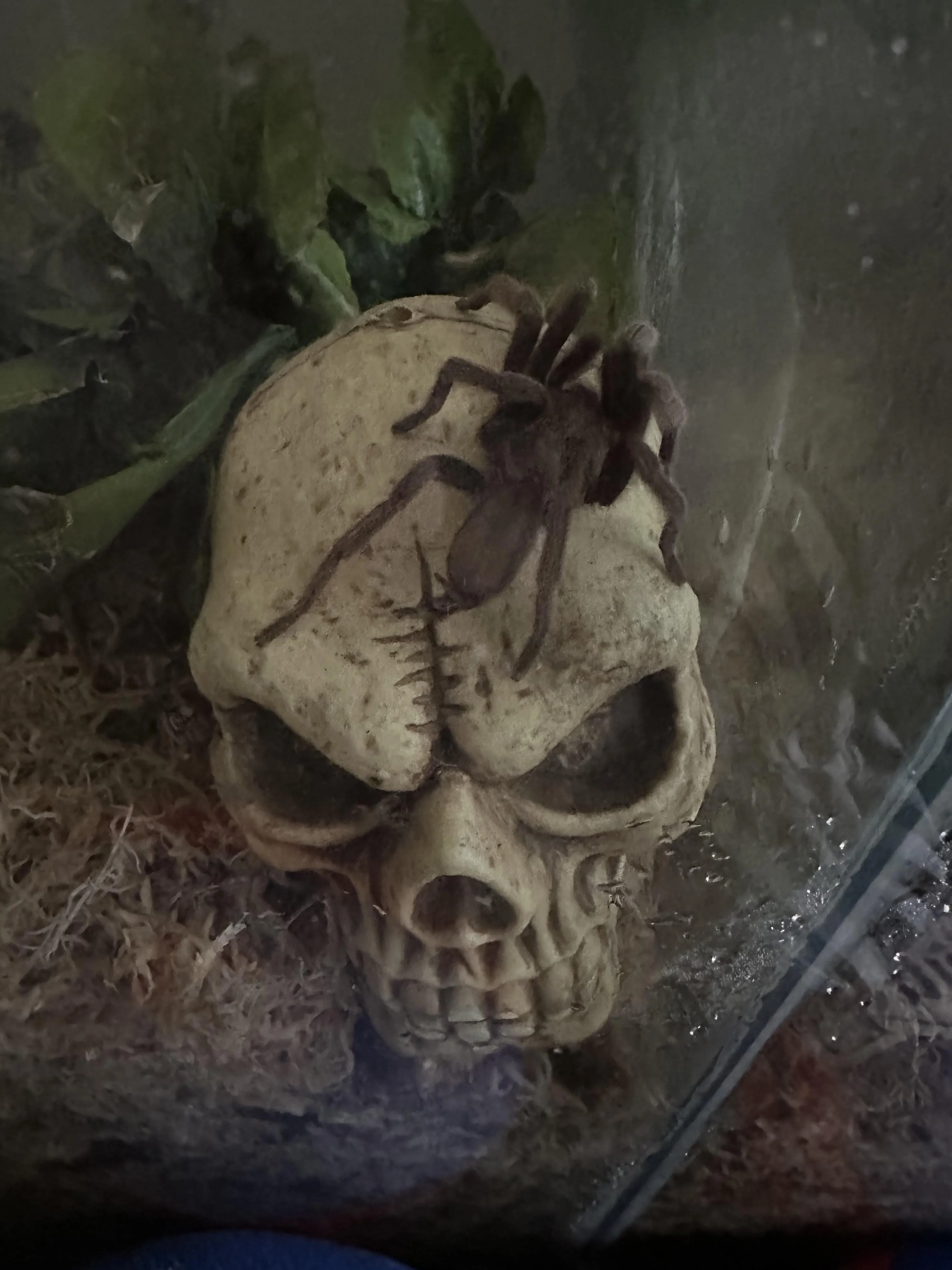 14869 spider tarantula hunting