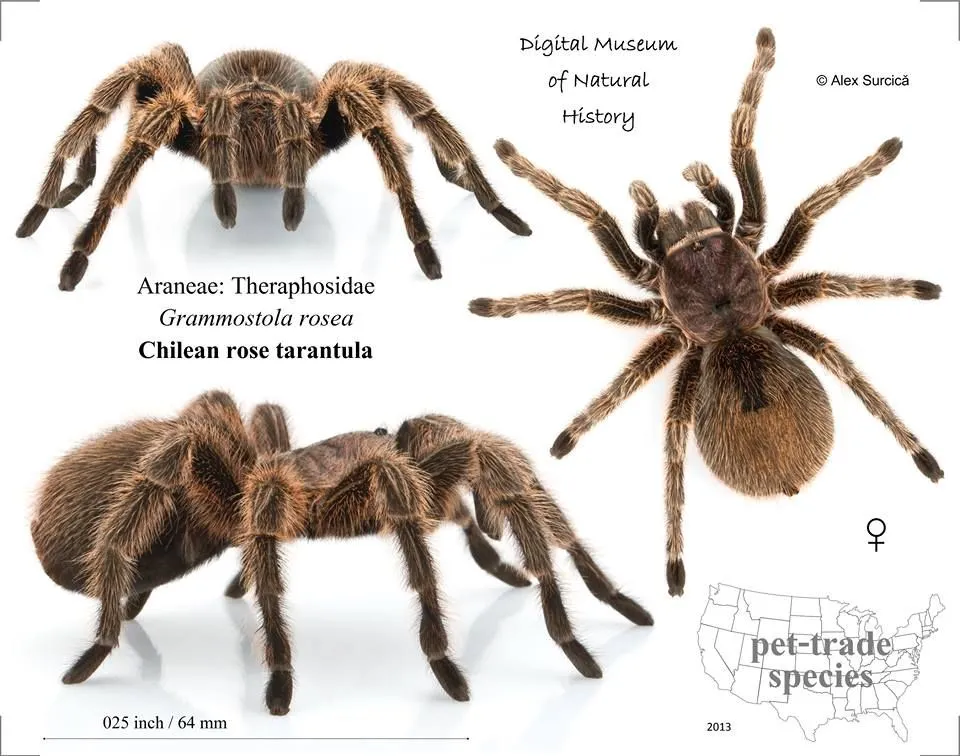 /img/14871-tarantula-species.webp