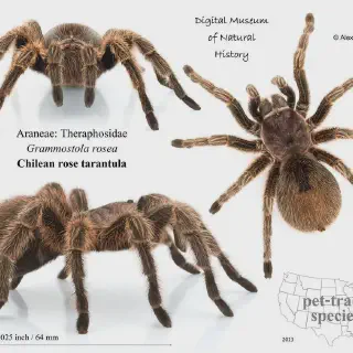 /img/14871-tarantula-species.webp