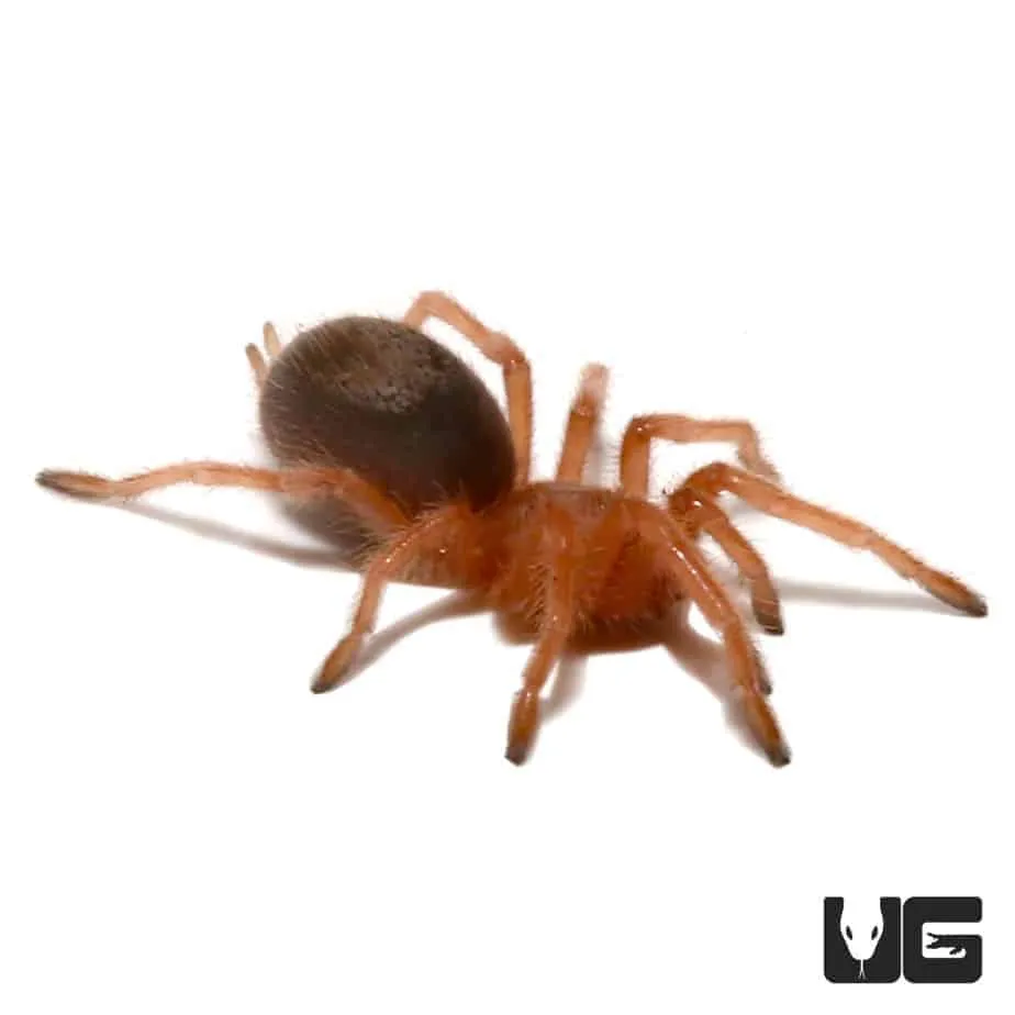 14873 rose hair tarantula climbing glass3