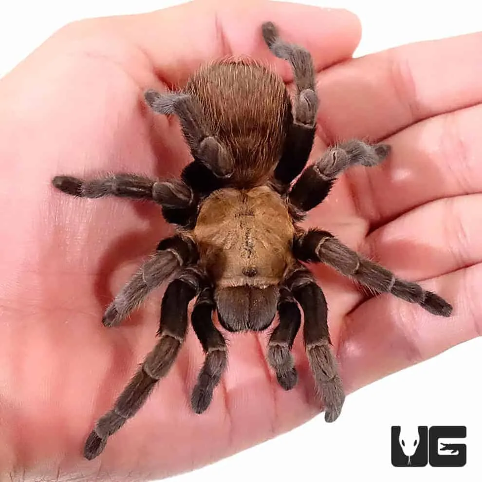 14876 dallas tarantula habitat