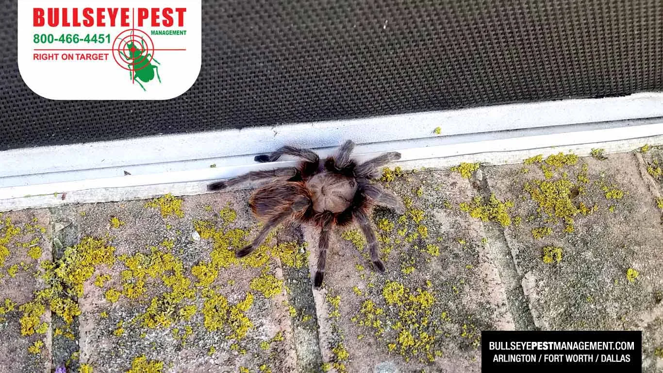 14876 dallas tarantula handling