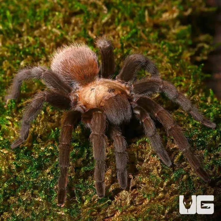 14876 dallas tarantula identification