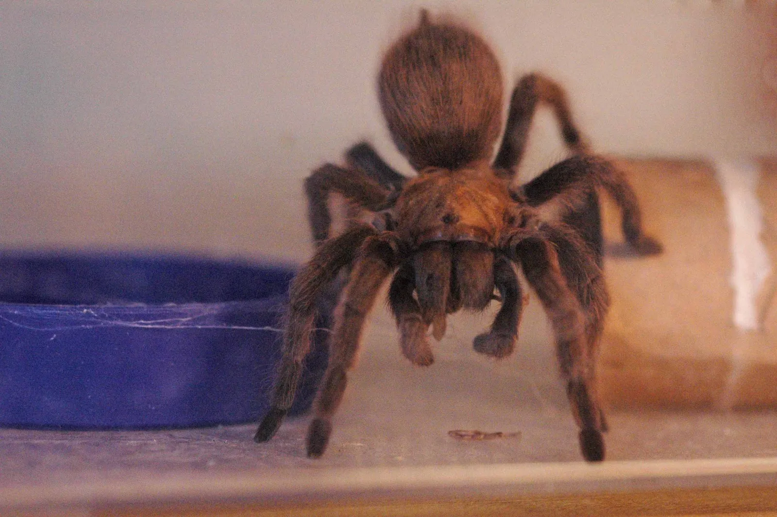 /img/14876-dallas-tarantula-safety.webp