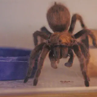 /img/14876-dallas-tarantula-safety.webp