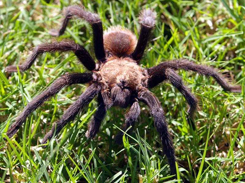 14876 dallas tarantula venom