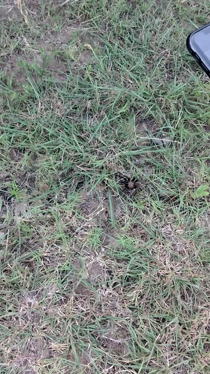 14877 tarantula bite treatment